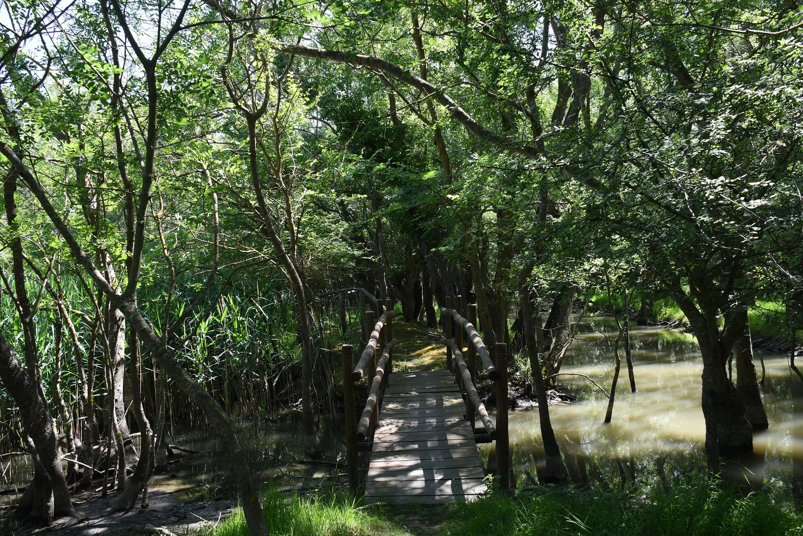 La passerella nel bosco allagato dell’Oasi WWF Padule di Bolgheri