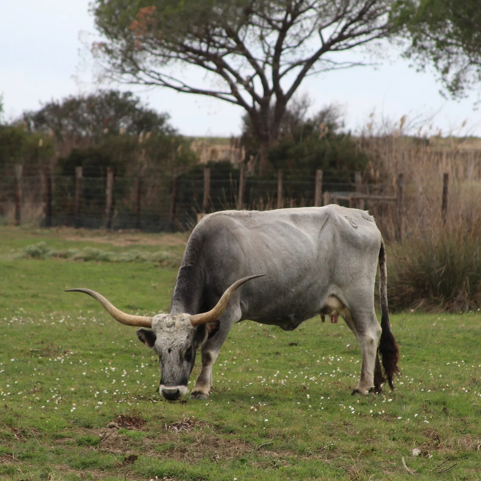 Una vacca maremmana dalle lunghe corna al pascolo nel Parco dell’Uccellina