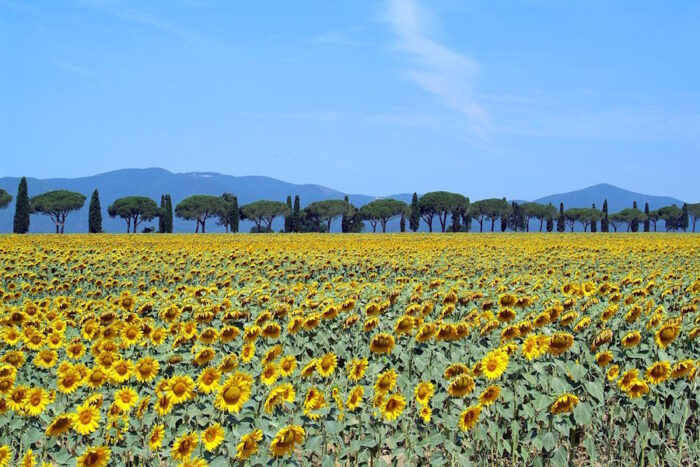 Paesaggio della Maremma Toscana