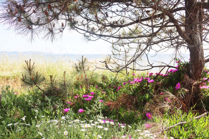 Le dune di Pratoranieri